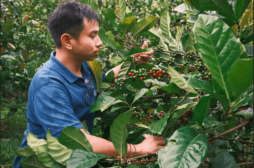 Kew researchers push recognition of coffee hybrid Coffea × libex