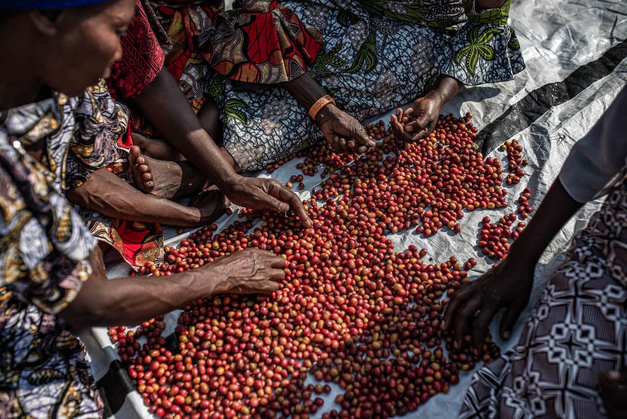 Best of Congo Cooperatives returns with 34 traceable coffee lots