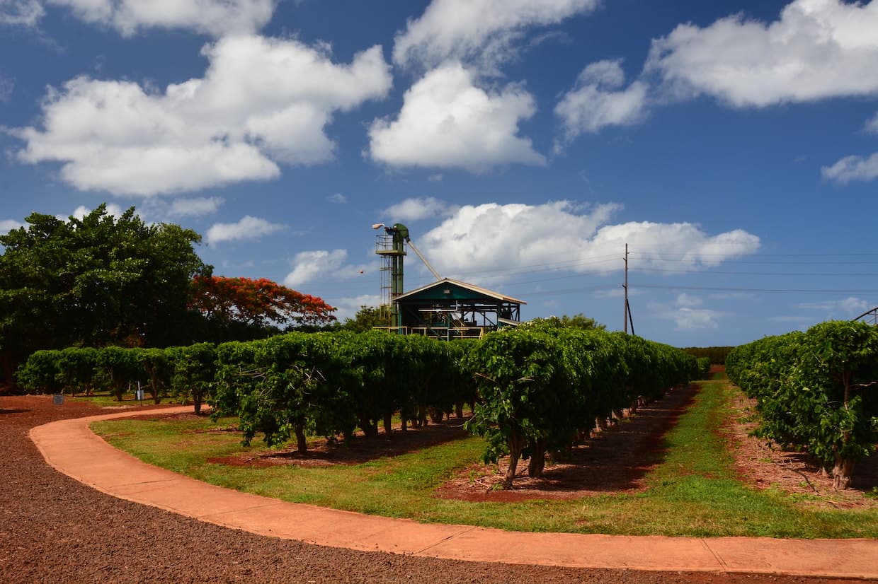 Kauai Coffee secures long-term lease, saving Hawaii's largest coffee farm