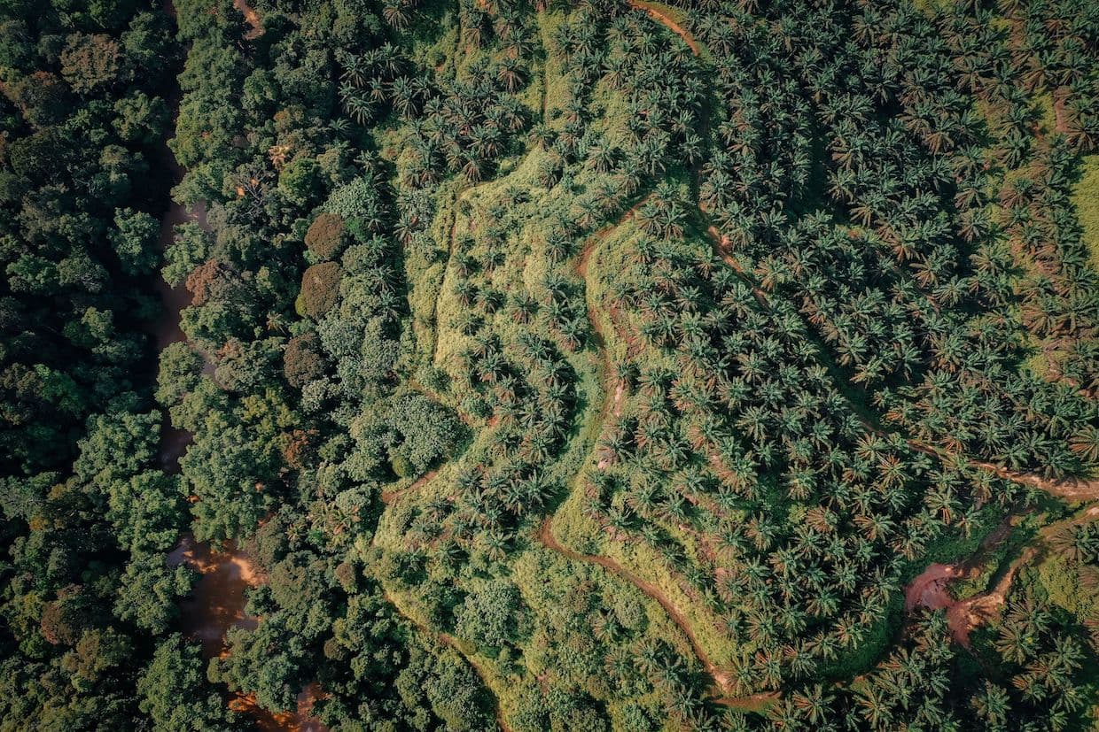 UK revives anti-deforestation plan, puts coffee imports under scrutiny