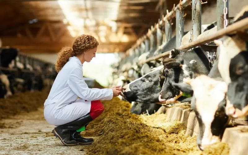 Wyoming Scholarship Program Targets Rural Vet Shortage in Nine Counties
