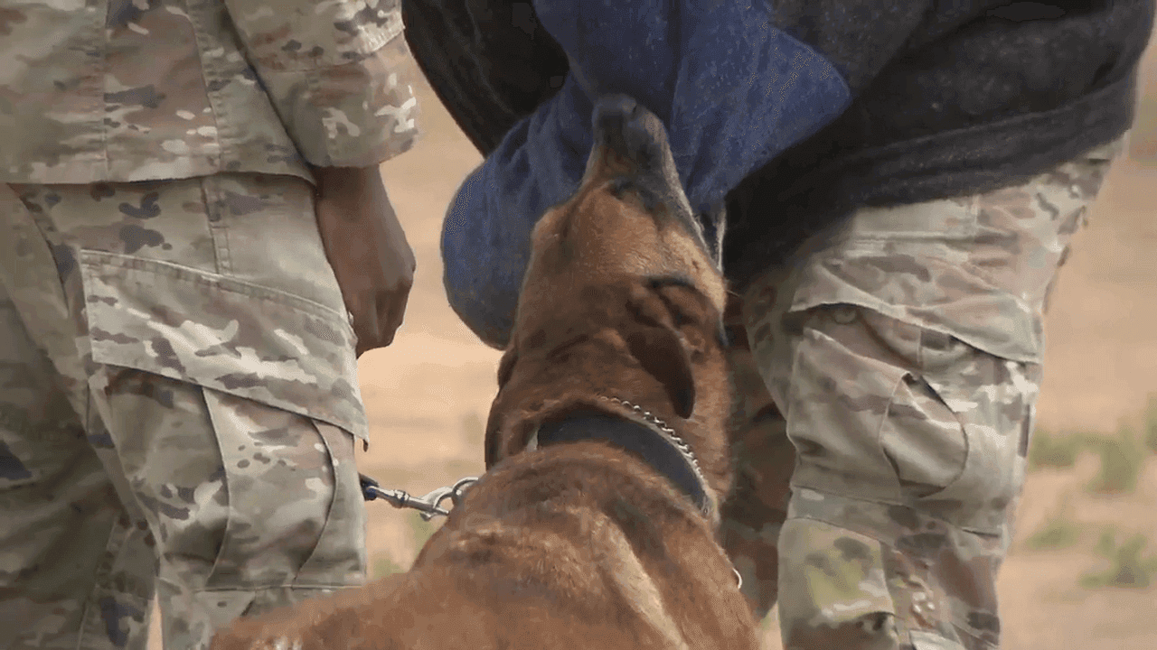 Wright-Patterson demo shows how military working dogs stay mission-ready