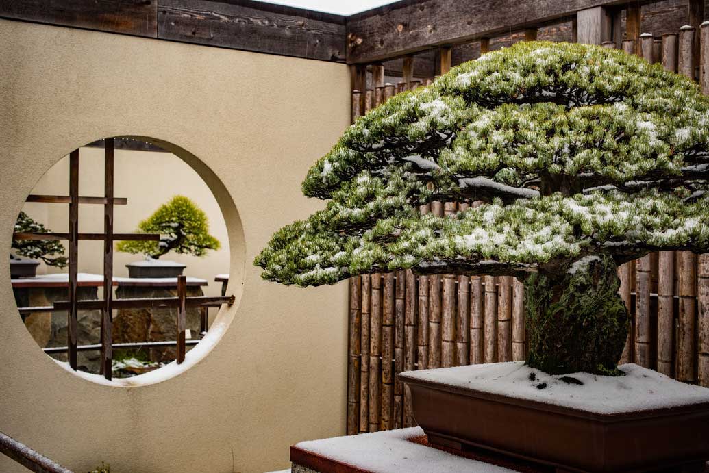 Friends of the National Arboretum to Steward Bonsai Museum as NBF Ends