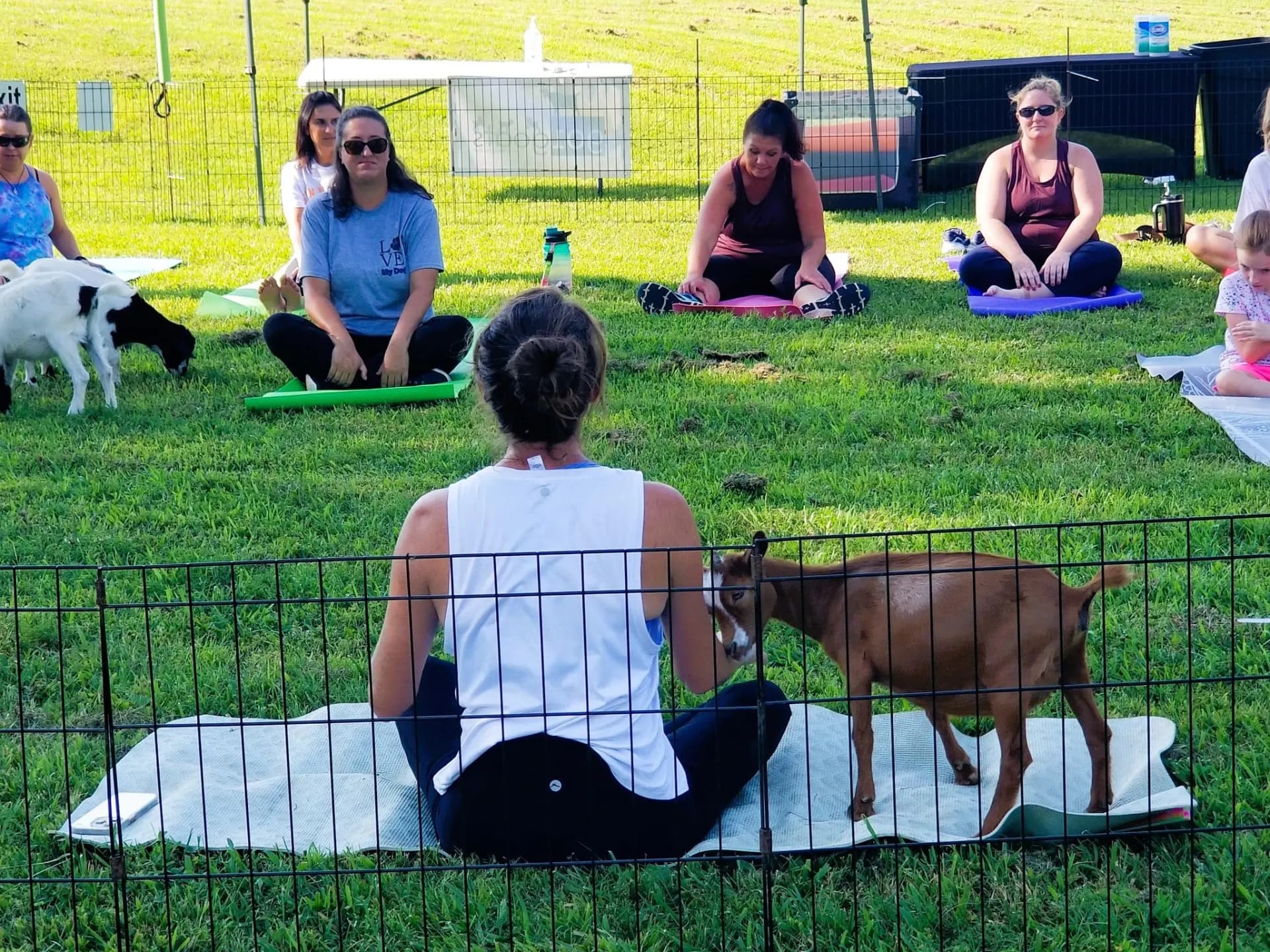 Goat yoga anchors Henry County wellness fair in Paris, Tennessee