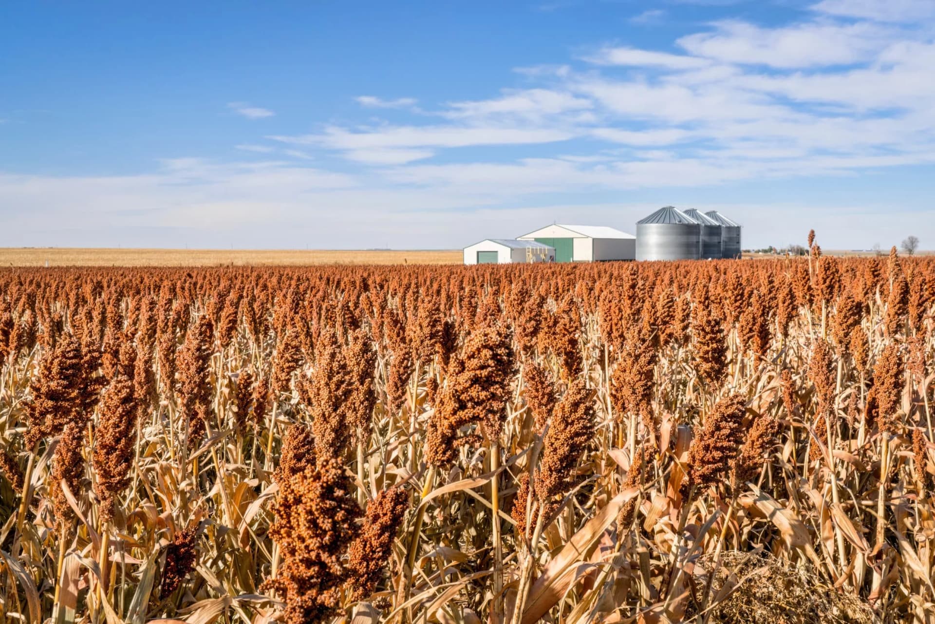 USDA rule boosts value-added biofuel opportunities for sorghum growers