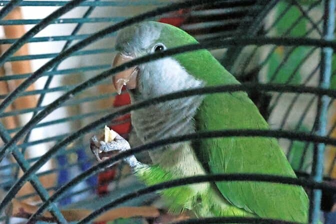 Mystery green parakeet in Riverdale sparks debate over escaped pet or wild bird