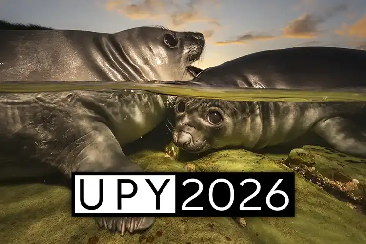 Matty Smith aka Matthew Smith wins UPY 2026 with Rockpool Rookies