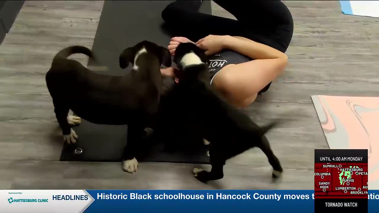 Hattiesburg Hot Yoga Partners With Humane Society for Adoptable Puppy Yoga Sessions