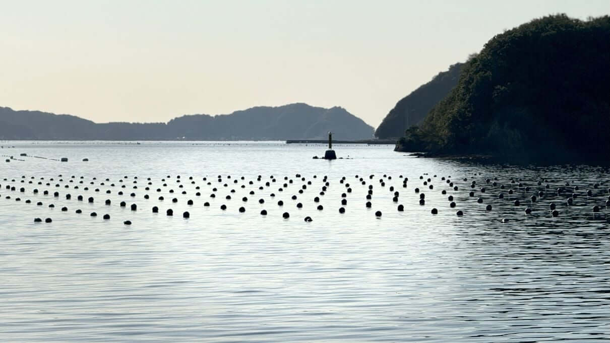 Japanese akoya pearl farmers open up to win younger collectors