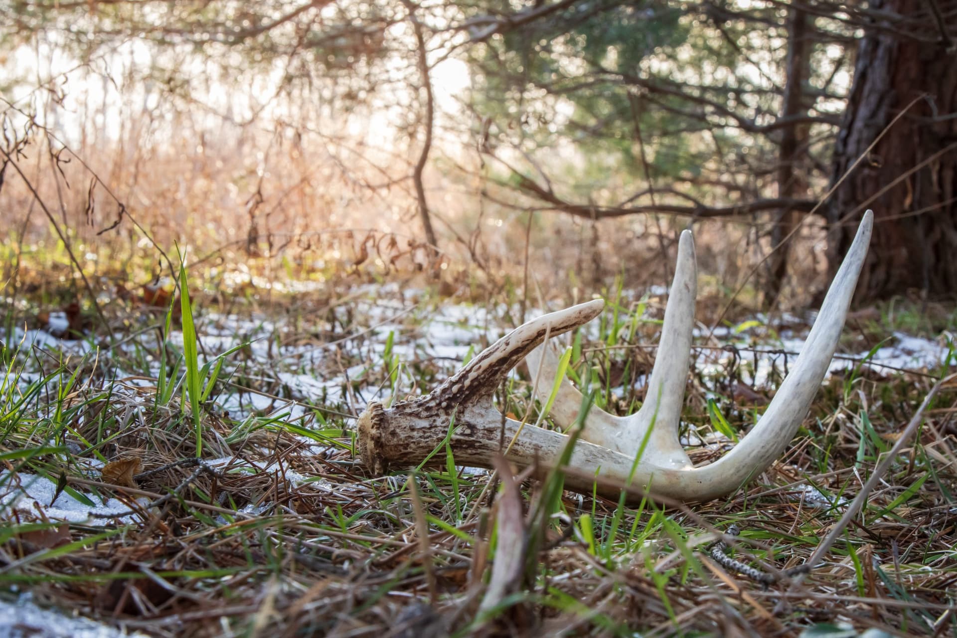 How to spot shed antlers by reading the landscape