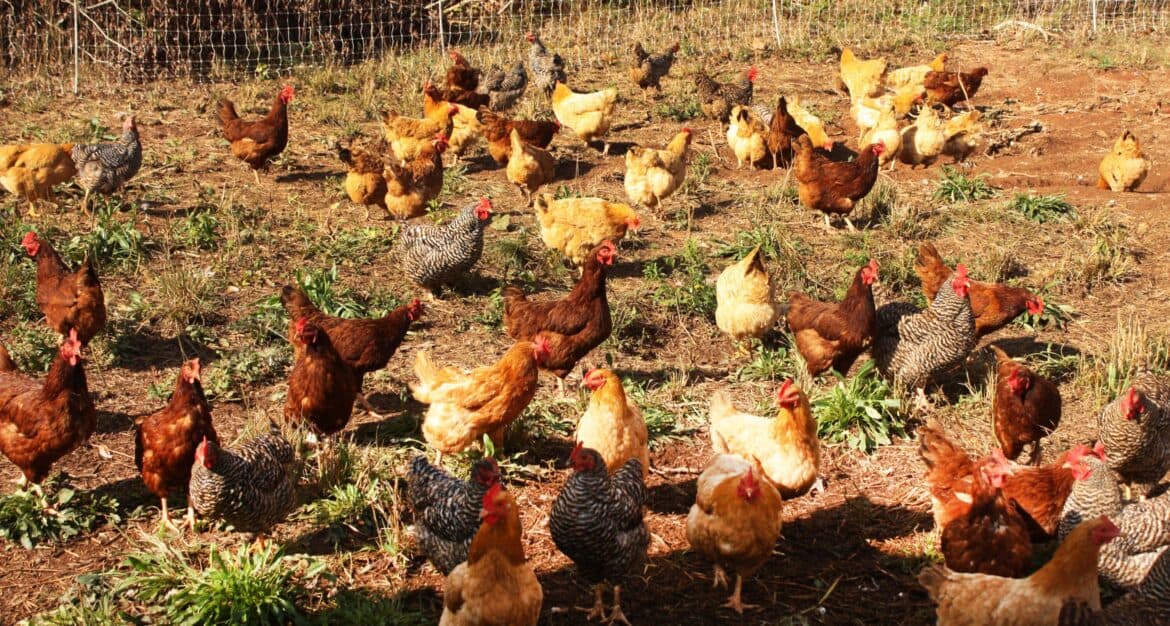 Alabama Extension Hosts Two-Day Cooptastic Conference for Backyard Chicken Owners