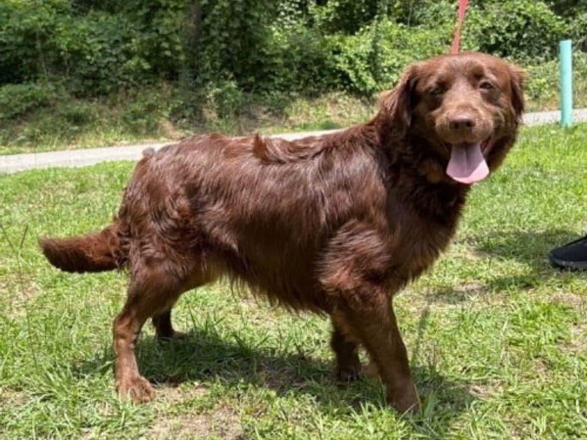 Prattville shelter seeks foster home for heartworm-positive Belle