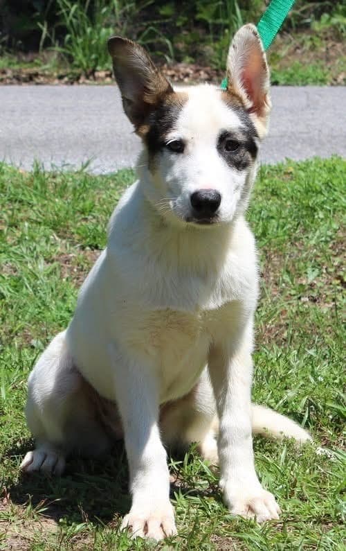 Prattville shelter seeks home for Luna, a young shepherd-husky mix