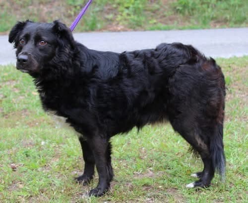 Prattville shelter spotlights calm spaniel mix Ellie for adoption