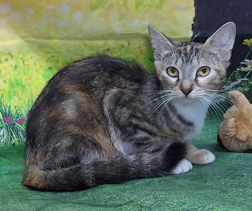 Autauga County shelter seeks home for sweet cat Mia