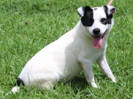 Prattville shelter highlights Theodore after highway rescue, seeks adopter