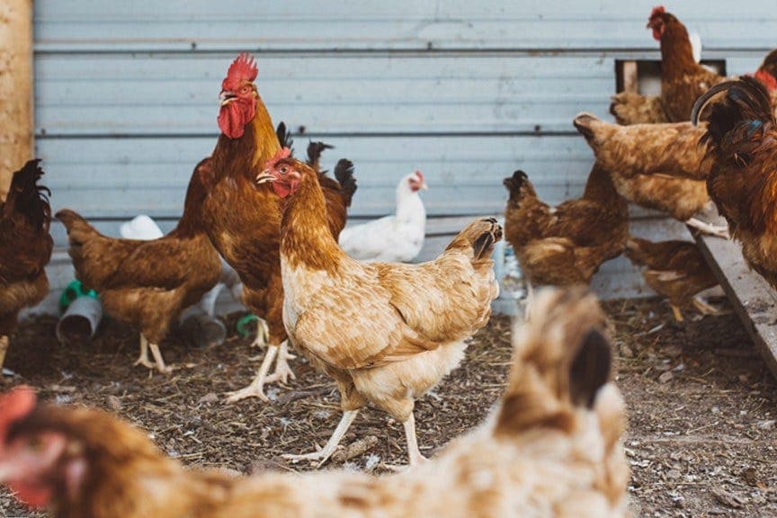 Penn State course teaches backyard poultry basics for new flock keepers