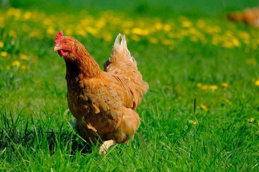 Penn State updates backyard poultry deworming guidance for worm signs