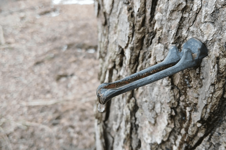 Menominee Forest Maple Sugaring Faces Threat From Warming Climate