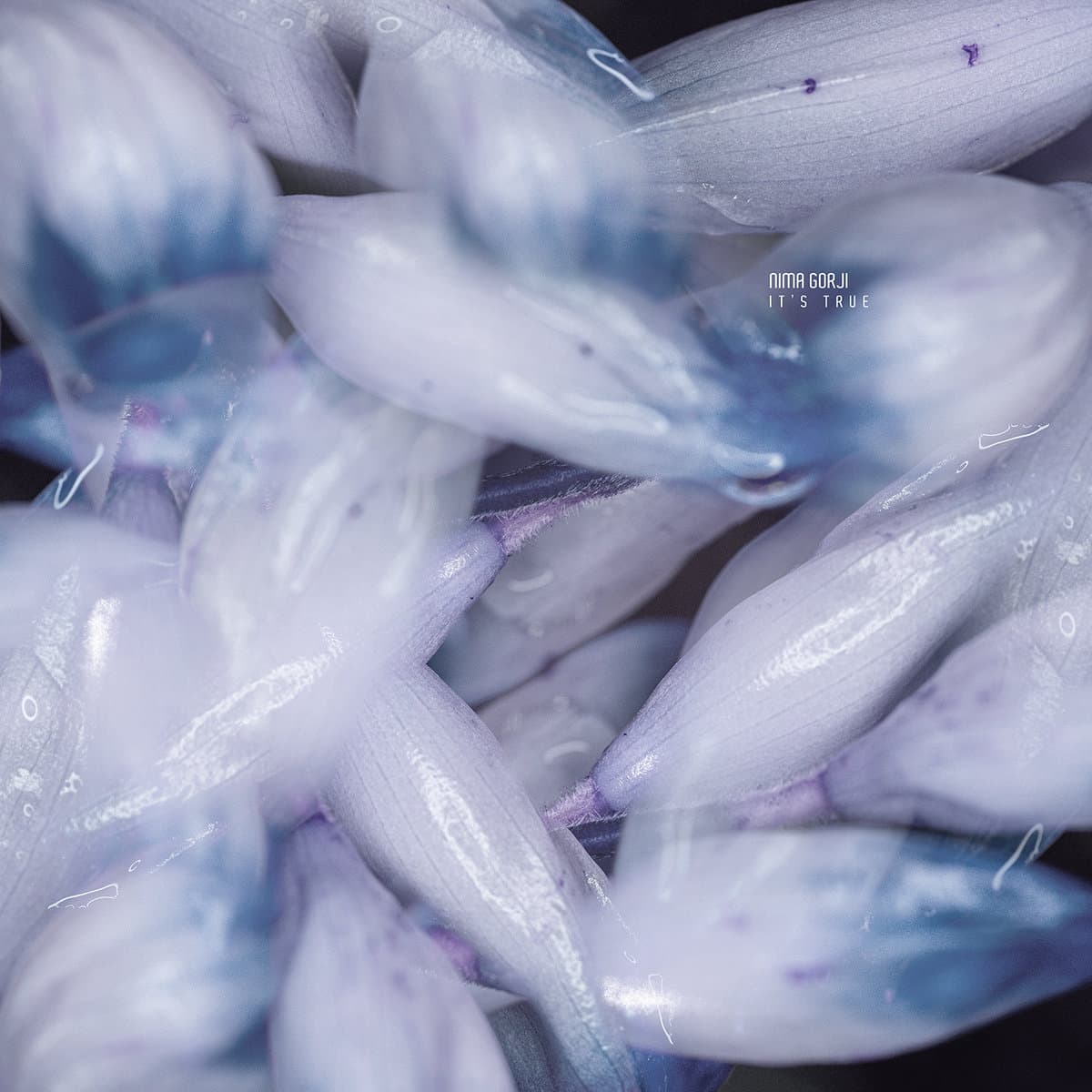 Nima Gorji makes long-awaited Cadenza debut with It’s True