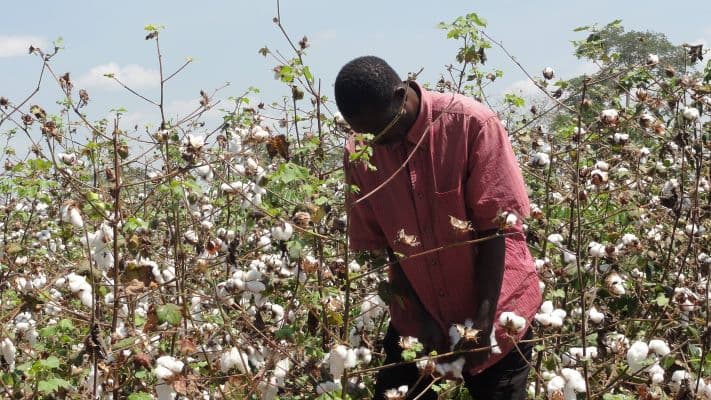 Tanzania and Brazil launch cotton child-labor initiative to protect workers