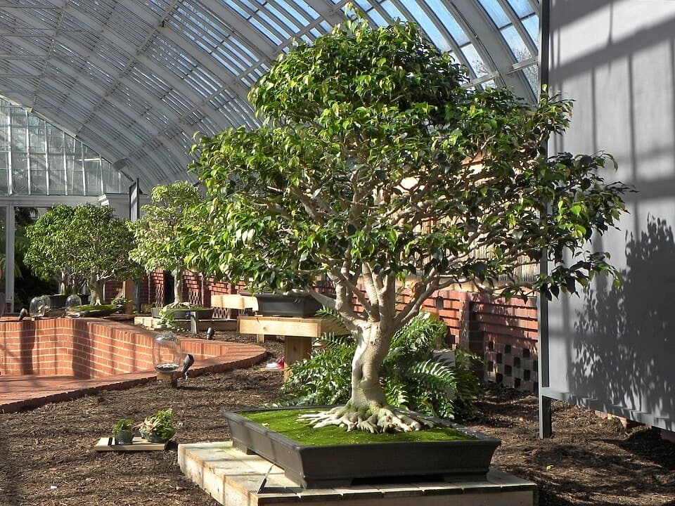 Phipps Conservatory Orchid and Bonsai Show Winds Down After Weeks of Blooms