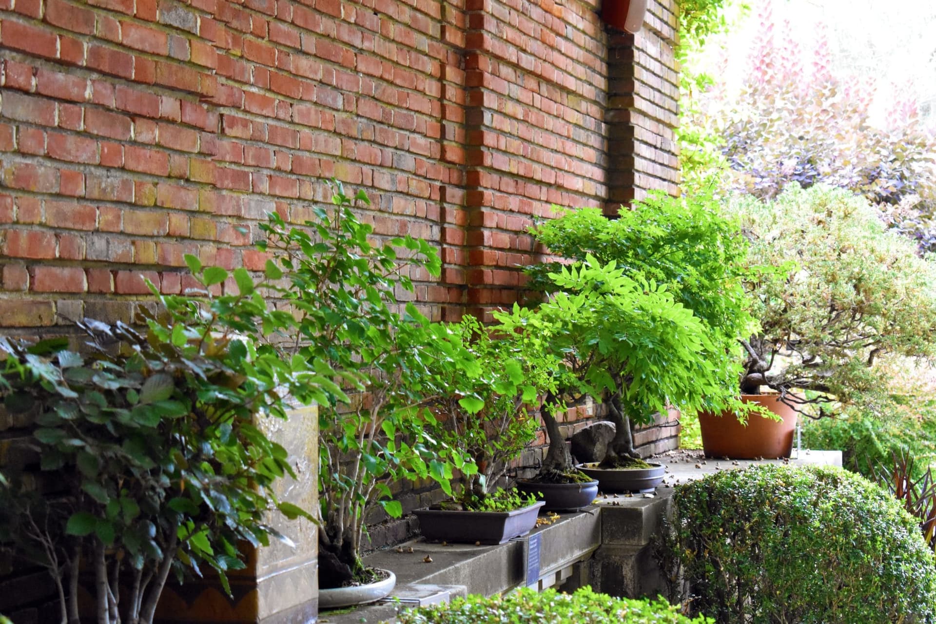 Filoli showcases 50 bonsai, linking miniature trees to AAPI heritage