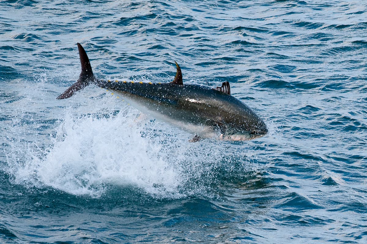 Best Practices for Landing, Handling, and Releasing Tuna Safely