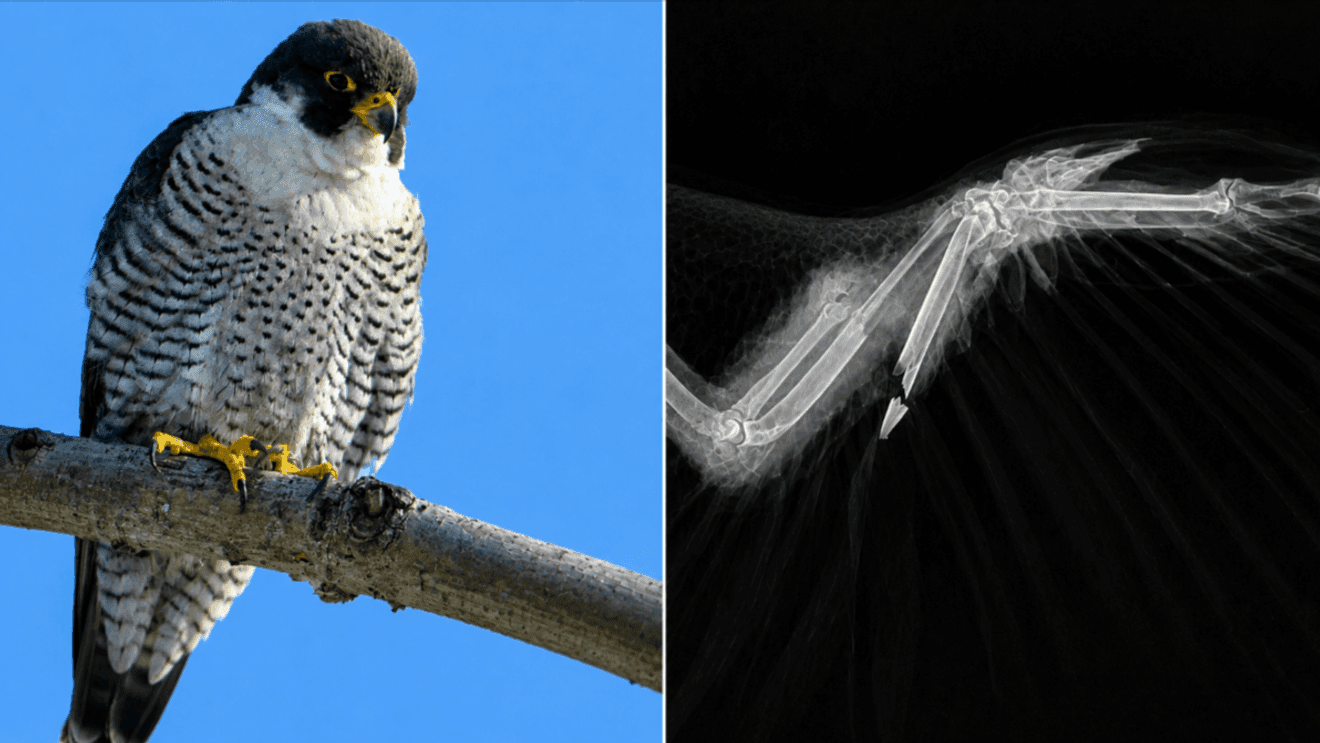Pennsylvania seeks tips after protected peregrine falcon is shot in Luzerne County