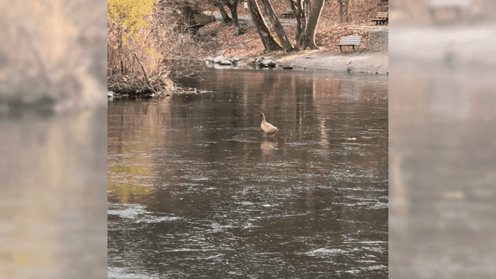 Sequoia Park duck pond incident highlights dangers of abandoned pets