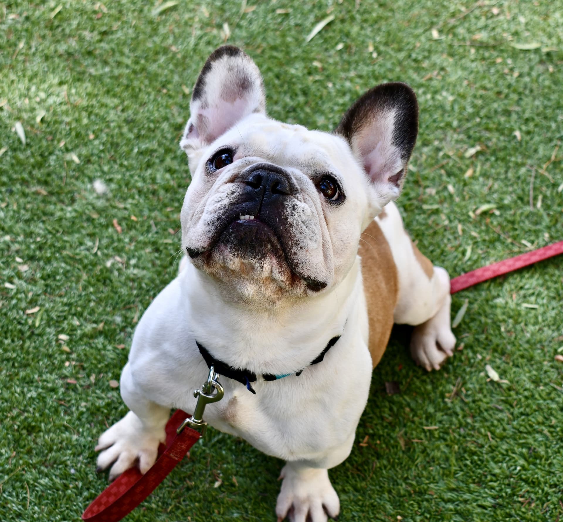 San Diego Puppy Yoga Sessions Pair Adoptable Frenchies With Relaxing Flows