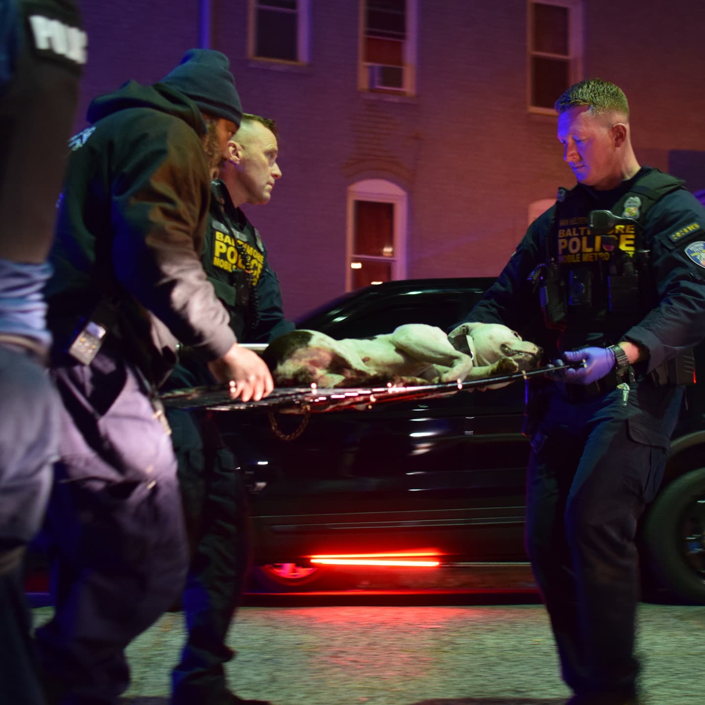 Baltimore police shoot pit bull after it bites owner, charges officers