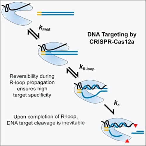 New Gene Editing Technique Reactivates Fetal Hemoglobin Gene to Fight Disease