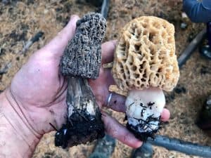 GeoForager webinars turn mushroom foraging into predictive mapping