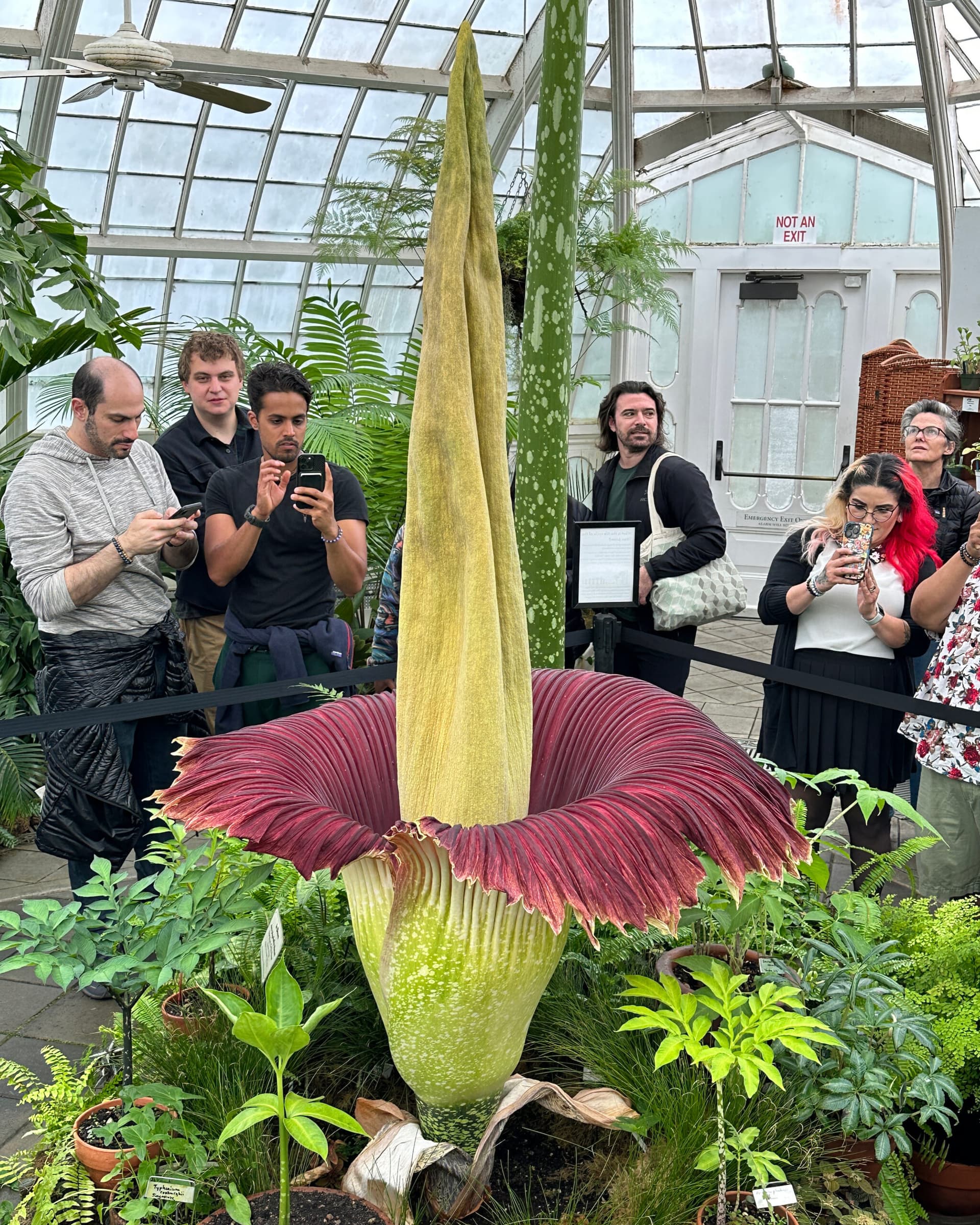 Rare corpse flower Scarlet blooms at San Francisco Conservatory