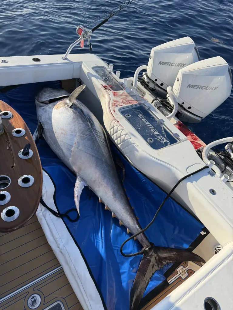 790-pound bluefin tuna headlines Northwest Florida offshore report