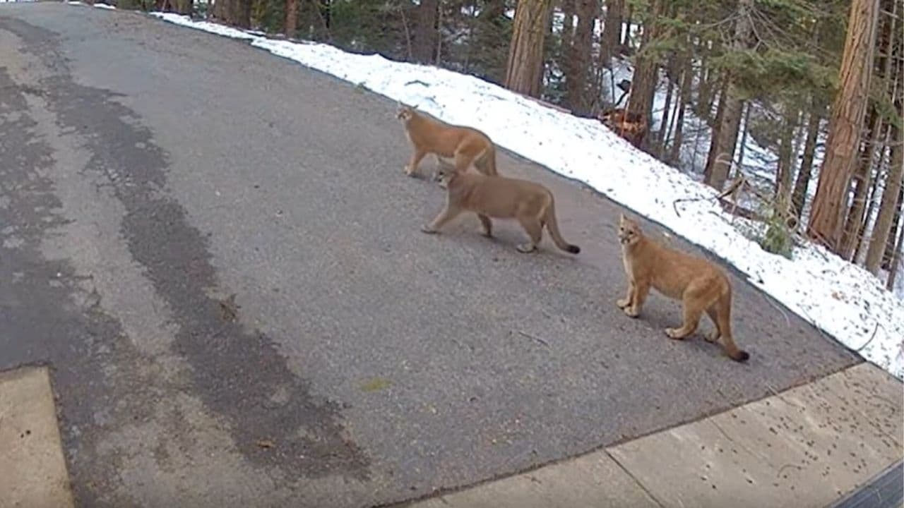 Shaver Lake homeowner films three mountain lions; sheriff posts video