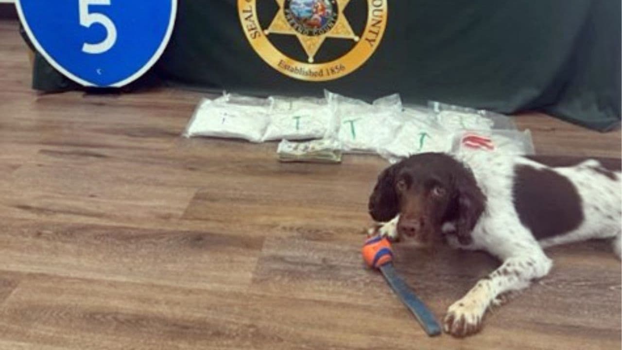 K9 Willow helps Fresno County deputies seize 10 pounds of meth near Coalinga