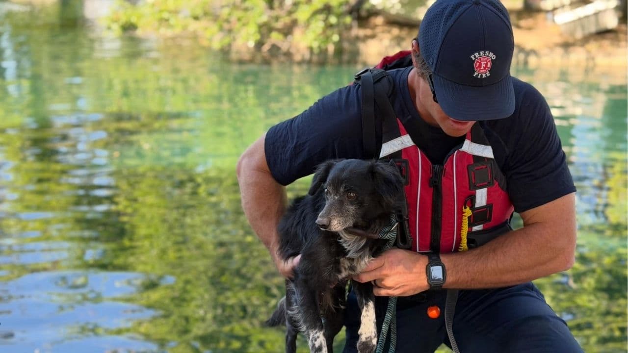 Firefighters Rescue Stranded Dog From Roeding Park Island Lake