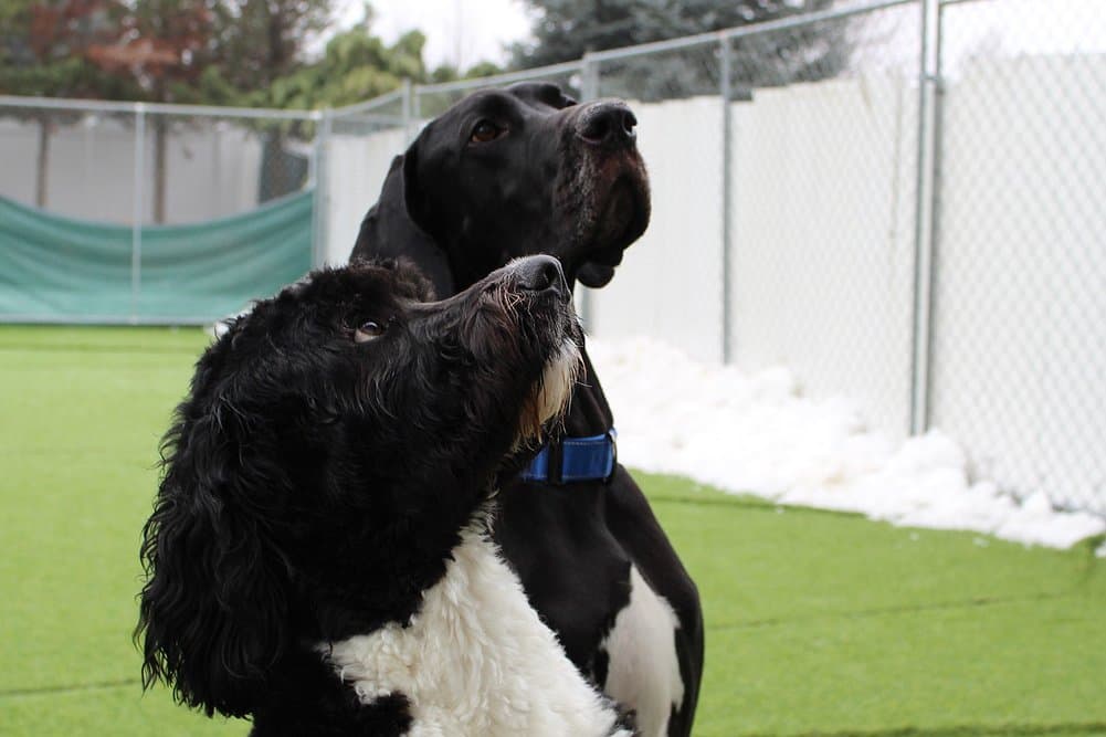 Hayden dog daycare shows results, fuels local business growth