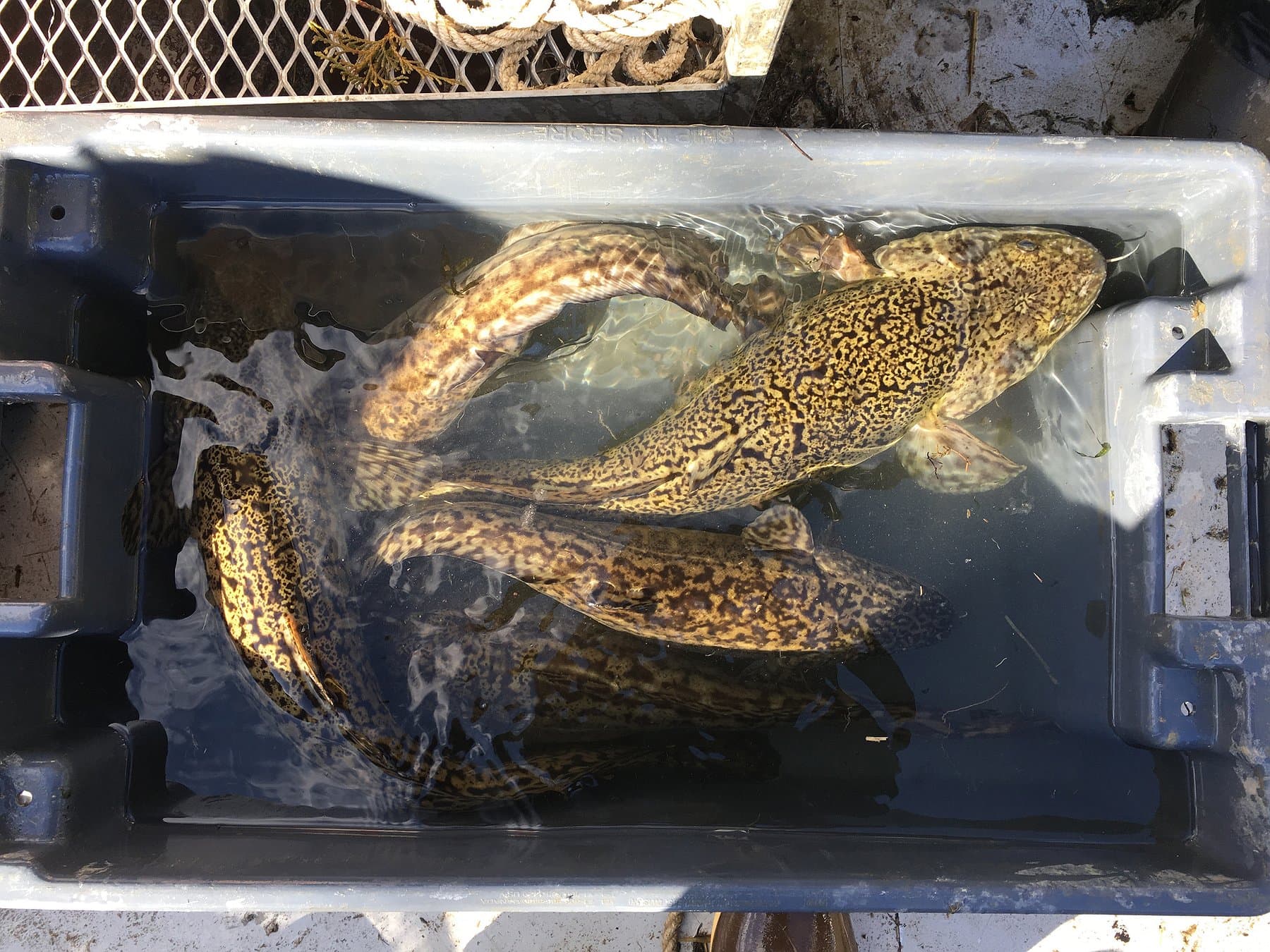 Burbot Spawn Moves Shallow on Kootenai River, Opening Winter Fishing Window