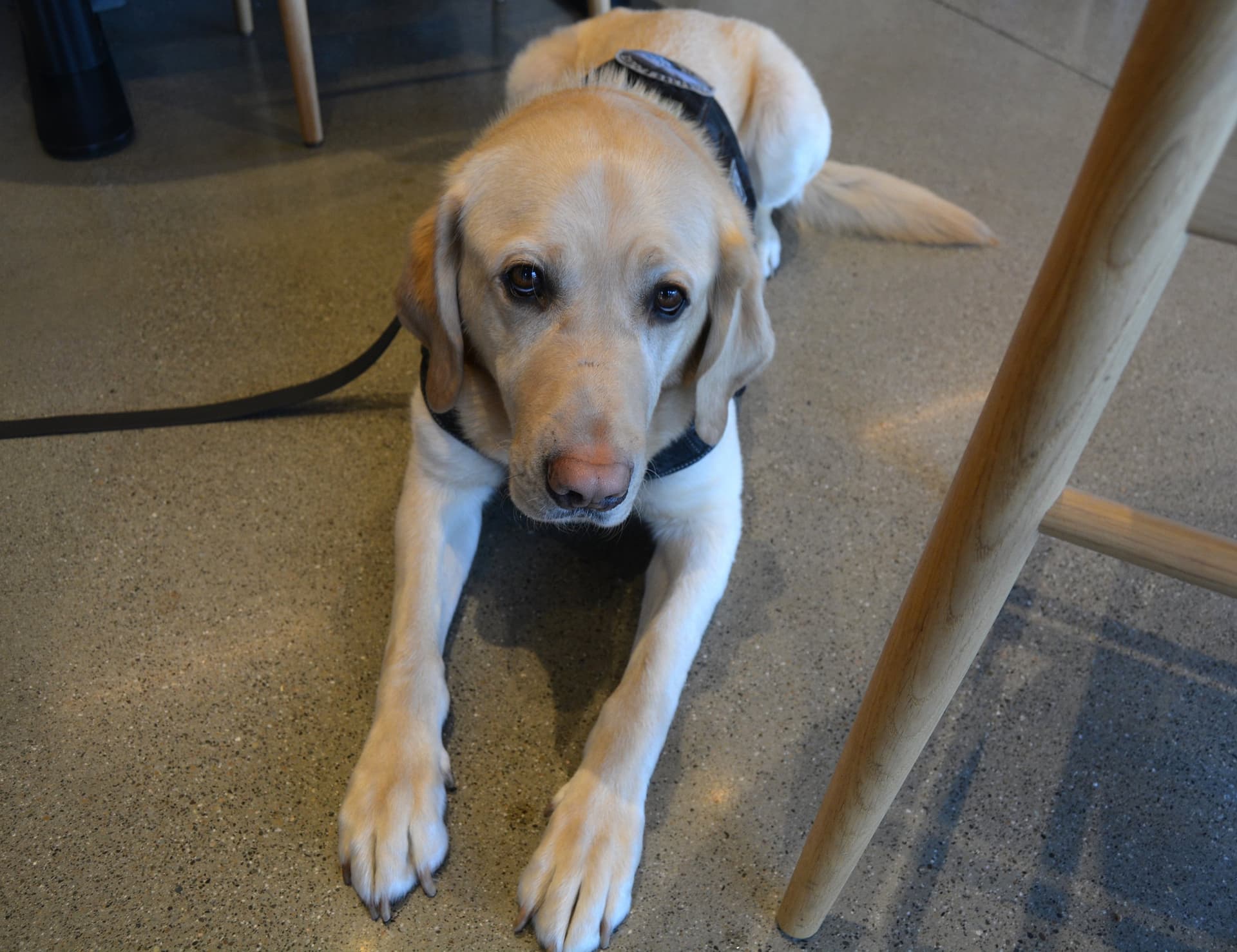 Post Falls Police Dog Uno Sniffs Out Hidden Electronics in Child Exploitation Cases