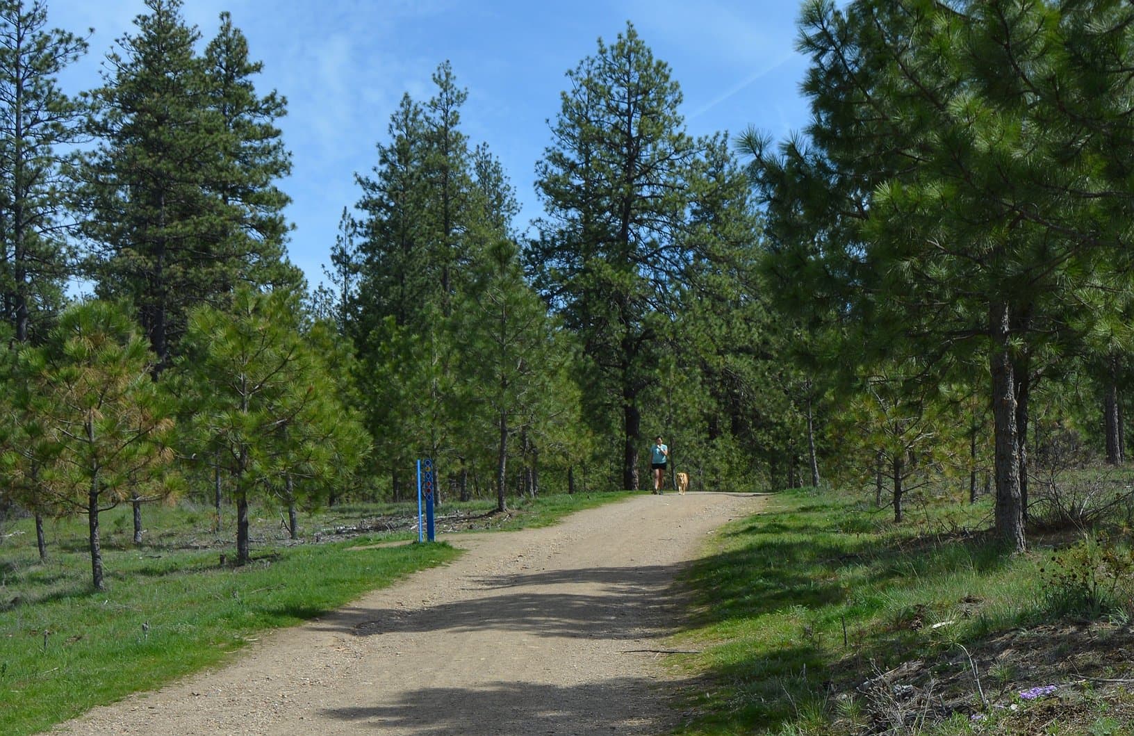 Post Falls community forest shows strong recovery nearly three years after Parkway Fire