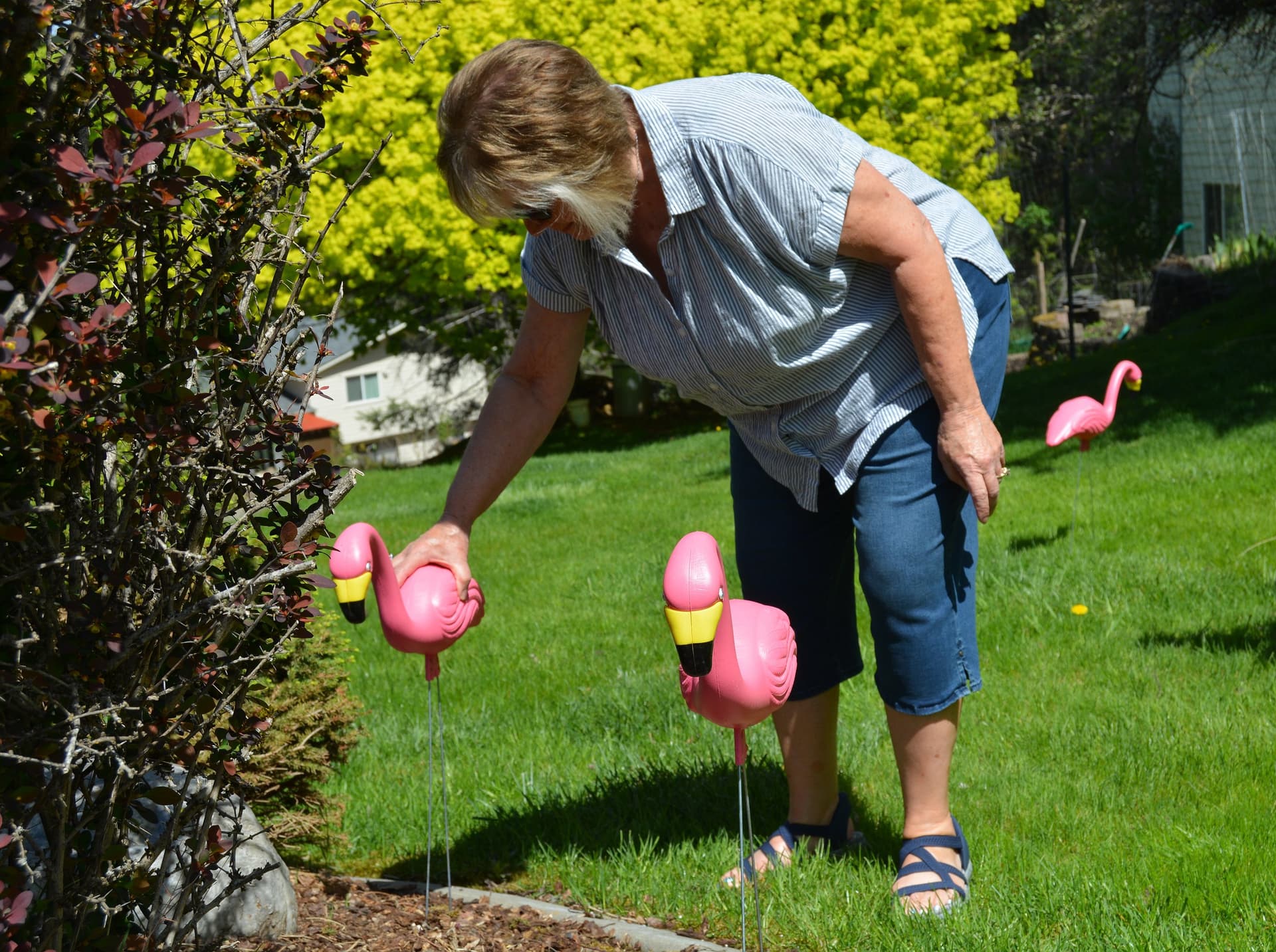 Post Falls Kiwanis sends pink flamingos roaming lawns to fund scholarships