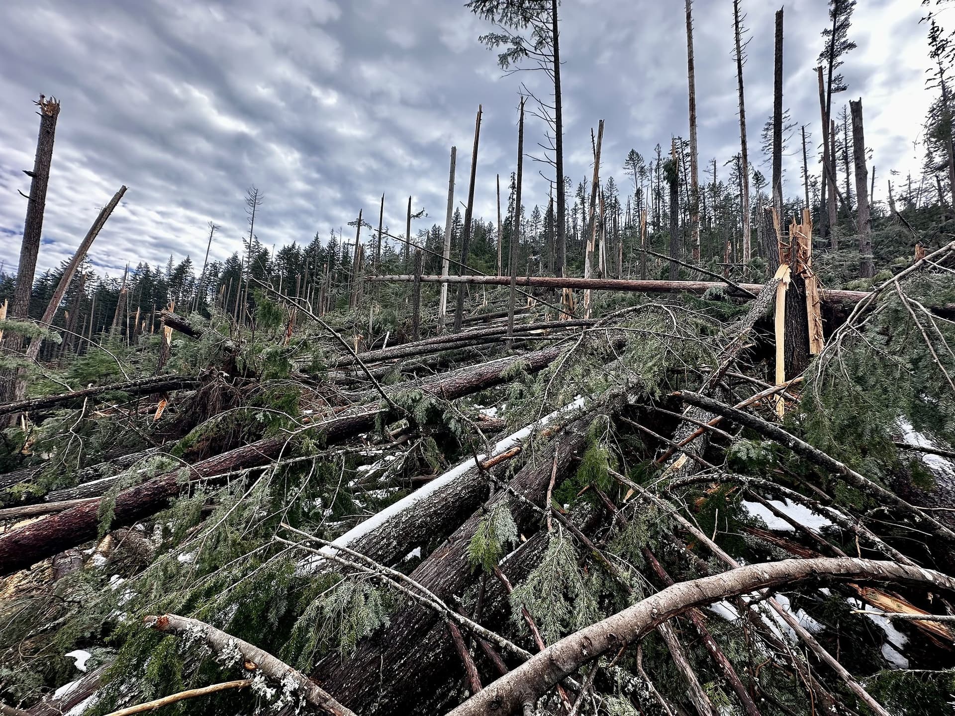 Forest Service emergency salvage plan could affect Idaho Panhandle forests