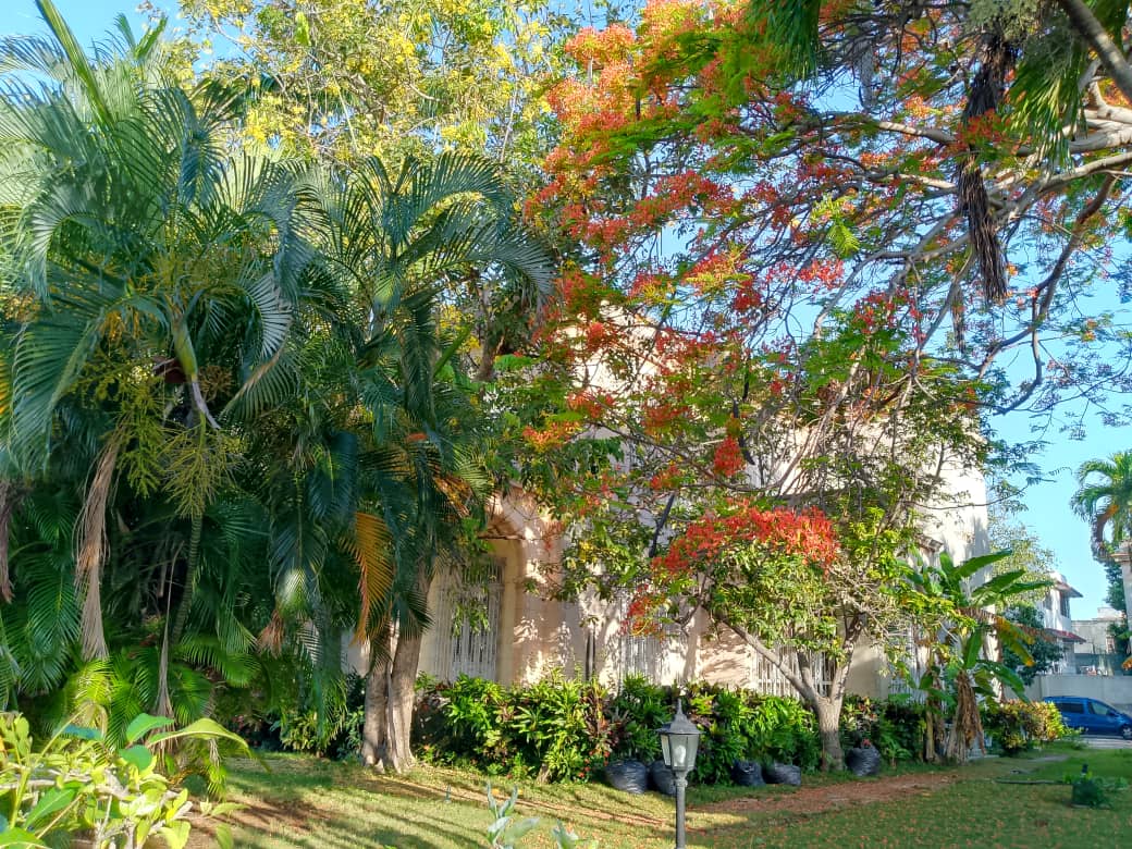 Morning light in Havana’s Miramar reveals quiet summer beauty