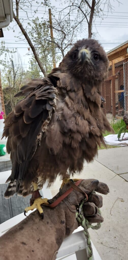 HawkWatch explains husbandry terms for new falconers and raptor handlers