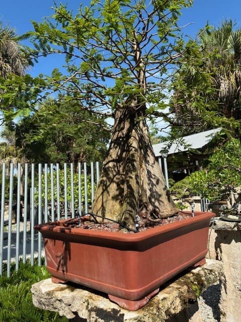 Heathcote Botanical Gardens to spotlight 220-year-old bonsai for America 250th