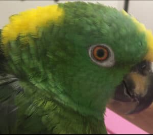 Home At Last Sanctuary's Parrot Care Essentials: Space, Diet, Enrichment, Commitment