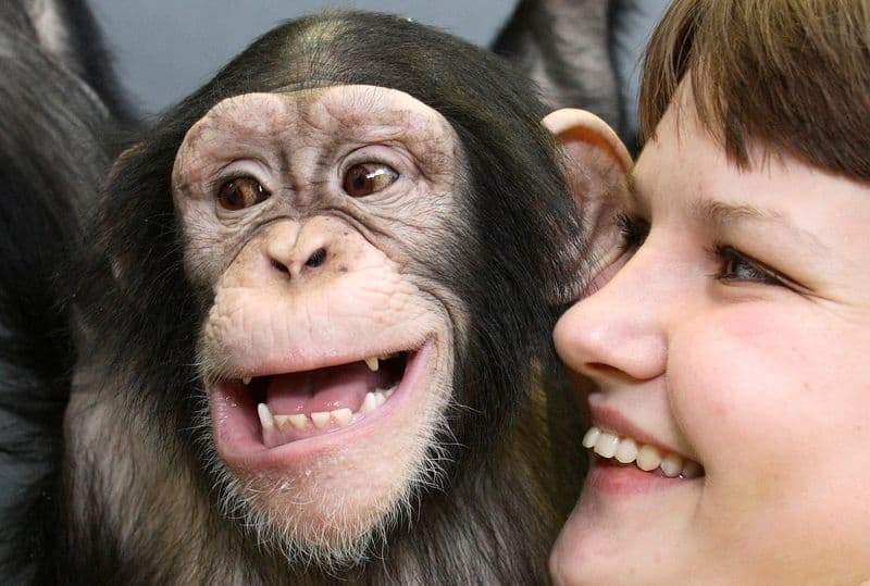 Study suggests laughter evolved from ancient ape ancestors
